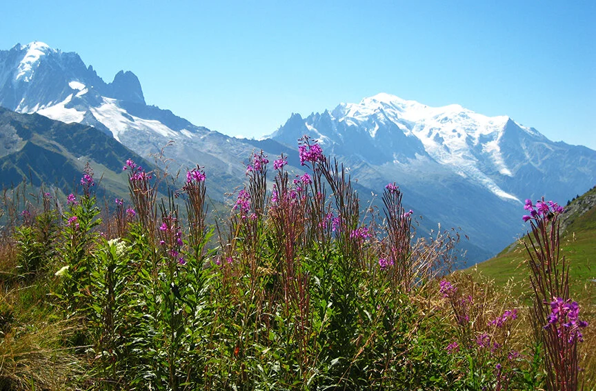 Mont Blanc — Blog — The Cat & The Peacock | Distinctive Travel For